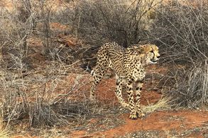 Impressionen einer Fernreise: Weite Reise Namibia!